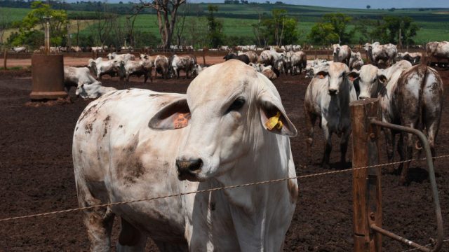 🌦️ El Niño exige preparo, recria pede suplemento ajustado, manejo tranquilo reduz riscos e TIP começa pela avaliação do pasto – Notícias 21/10/2026